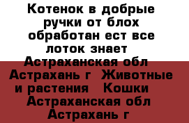 Котенок в добрые ручки,от блох обработан,ест все лоток знает - Астраханская обл., Астрахань г. Животные и растения » Кошки   . Астраханская обл.,Астрахань г.